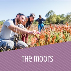 The moors