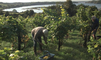 Vendanges en utopie : on déguste le 27/11