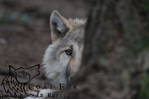Refuge des Loups de Coat Fur