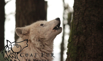 Refuge des Loups de Coat Fur